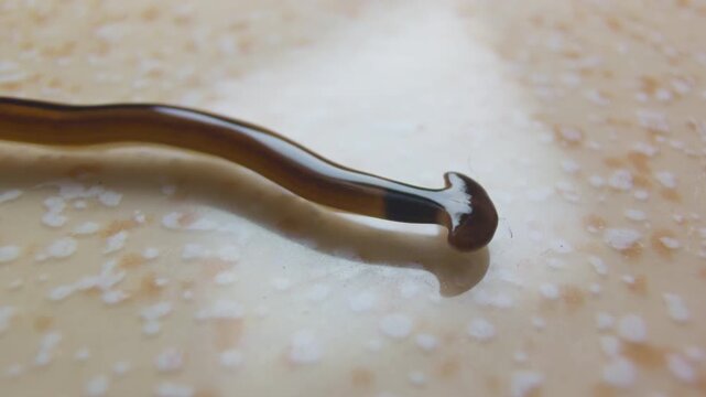 Close Up Macro View of Brown Hammerhead Flatworm Curved on Beige Textured Floor, Focus on Distinct Head Shape, Exotic Species Detail Concept