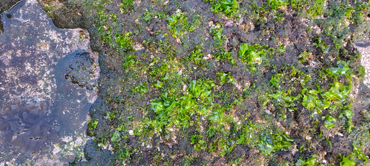 Fototapeta premium Beautiful Bright Green moss grown up cover the rough stones and on the floor in the beach 