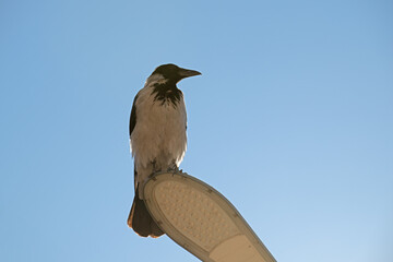 A crow is perched on a shoe