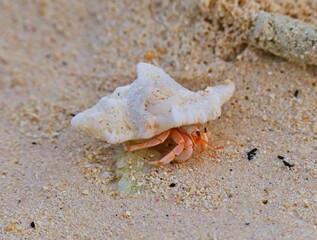 crab on the beach, hermit crab emerges from the shell.