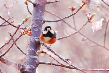 可愛いヤマガラと桜のつぼみ