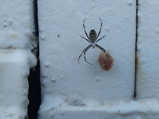 Argiope bruennichi spider on a grey background.