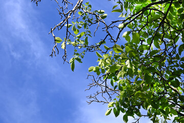 CIELO AZUL CON HOJAS ÁRBOL FOLLAJE