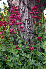 BOSQUE FLORA FLOR JARDÍN CORTEZA ÁRBOL FUCSIA 