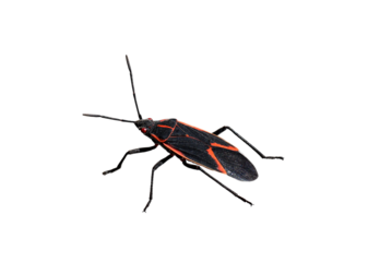 Closeup of a black and red boxelder maple bug isolated on a transparent background, showing detailed wings and body markings