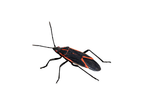 Closeup of a black and red boxelder maple bug isolated on a transparent background, showing detailed wings and body markings