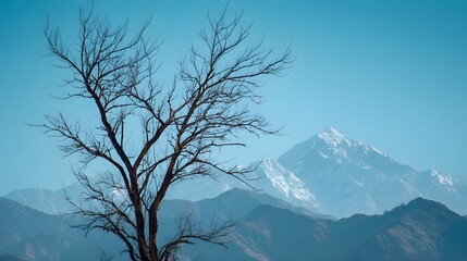Silhouetted barren tree stands against a hazy backdrop of snow-capped mountain ranges under a clear sky