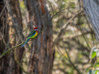 Isolated Eastern Rosella Looking Alert