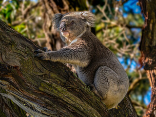 Fat Koala Clings To Thick Trunk
