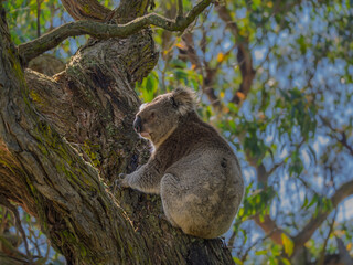 Koala Clings To Side Of Gum Tree