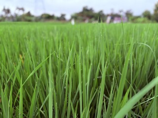 Vibrant Green Paddy Field: Capturing the beauty of a lush, expansive paddy field filled with rows of flourishing rice plants under a vast sky, evoking feelings of growth and natural beauty.