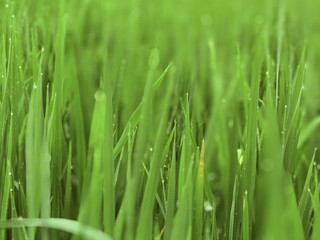 Green Grass in Sunlight: Fresh, vibrant green grass blades glisten in the sunlight, portraying the beauty of nature.