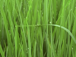 Vibrant Rice Paddy in Close-up: A close-up view of a flourishing rice paddy, where individual blades of emerald-green grass are glistening with tiny droplets of dew.