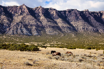 Small Herd of Three Mustangs below the Pryor Mountains, Pryor Mountain Wild Horse Range in Bighorn Canyon National Recreation Area in Montana.