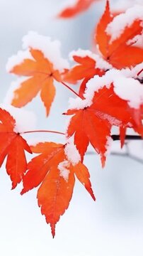 かえでの葉に積もる雪、冬の動画