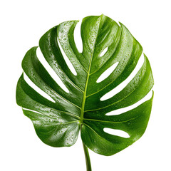 Tropical Monstera Deliciosa Leaf with Water Droplets Vibrant Green Foliage Isolated for Design Elements transparent background