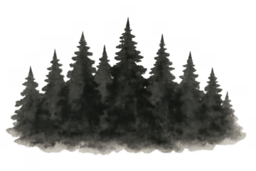 Winter forest landscape with towering pine trees in watercolor style, shrouded in mist, transparent background