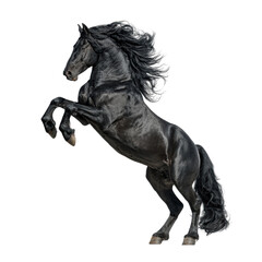 Majestic Black Friesian Horse Rearing Up Isolated on transparent background Powerful and Elegant Equine Portrait
