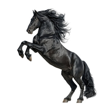 Majestic Black Friesian Horse Rearing Up Isolated on transparent background Powerful and Elegant Equine Portrait