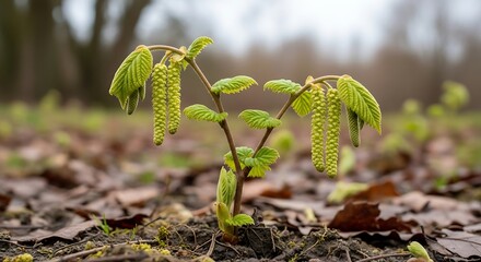 Emerging Hazel Plant in Spring - A Symbol of New Beginnings.