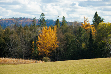 autumn landscape in the mountains