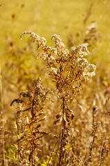 A dried goldenrod wildflower in autumn