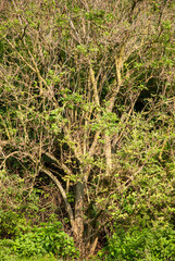 Sunlit Natural Tree with Green Leaves and Branches Outdoors
