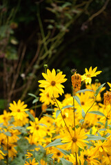 Yellow wildflowers in a bright summer meadow