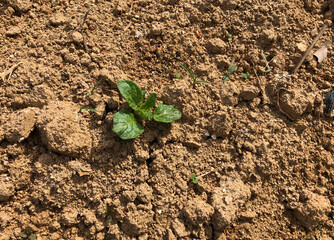 Agriculture