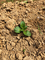 Agriculture