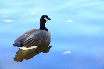 Canada goose（カナダ雁）
