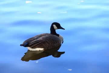 Canada goose（カナダ雁）