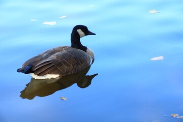 Canada goose（カナダ雁）