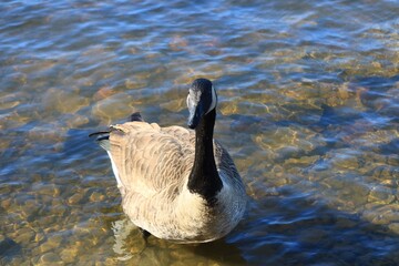 Canada goose（カナダ雁）