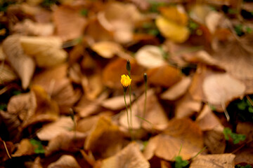 Yellow Flower Bud Emerging Among Brown Fallen Autumn Leaves