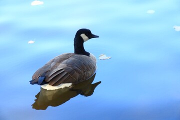Canada goose（カナダ雁）