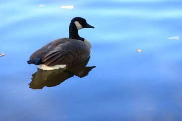 Canada goose（カナダ雁）