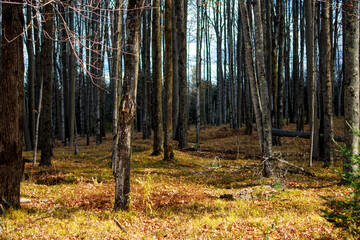 autumn forest in the morning