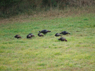 Wild turkeys in the grassy meadow