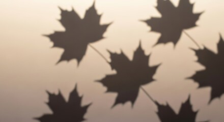 Soft shadows of maple leaves create a calming and natural pattern on a neutral beige background wall