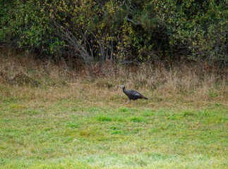 A wild turkey on the edge of the meadow