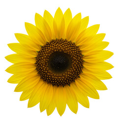 Fototapeta premium Close-up of a vibrant yellow sunflower in full bloom, isolated on a clean white background