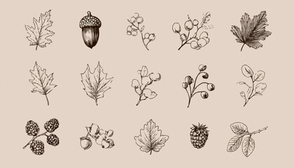 A charming collection of hand-drawn vintage botanical vector illustrations featuring various autumn leaves, acorns, and berries, perfect for natural design projects.