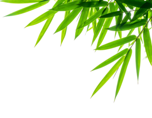 Lush green bamboo leaves cascade diagonally against a stark black background, backlit by sunlight, highlighting textures