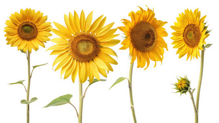 Obraz premium Four sunflowers with green stem and leaf isolated on transparent background