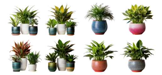 Collection of Indoor Plants in Colorful Decorative Pots Displayed, Isolated on Transparent, white background