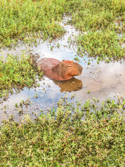 Capybara in Barigui Park, Curitiba, Brazil