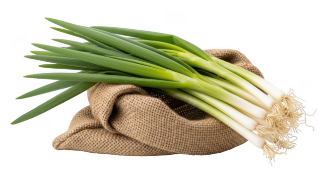 Fresh green onions in a burlap sack isolated on white background