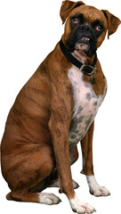 cute dog sitting isolated on a white background