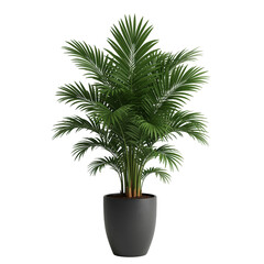 Obraz premium Green areca palm plant in a gray pot isolated on transparent background